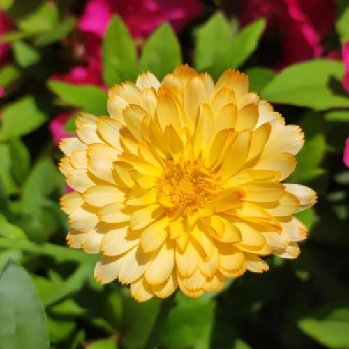 calendulasamen, bio kräutergarten exotische kräutersamen balkon indoor kräuterbeet 300pcs