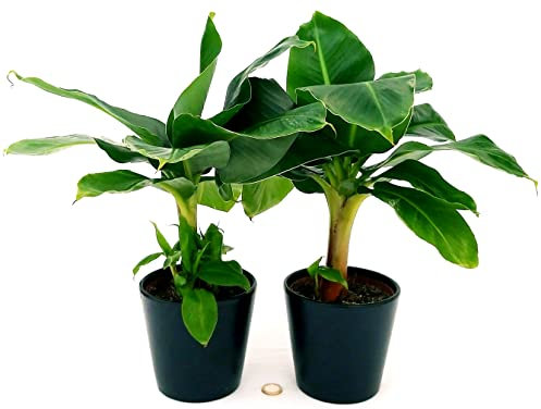 POWERS TO FLOWERS - BANANO, PIANTA DEL BANANO, 2 PIANTE, VASO 13CM, piante vere