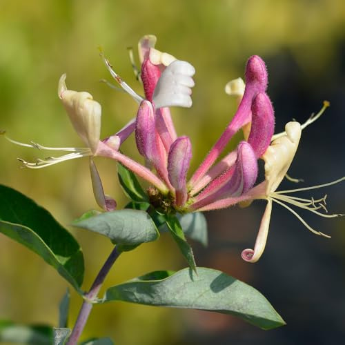 YouGarden Honeysuckle 'Belgica' Three Established Plants in 9cm Pots, Compact Perennials for UK Gardens