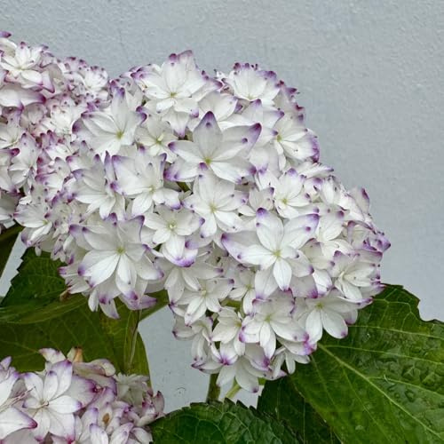 semillas de hortensia - variedades antiguas 400pcs