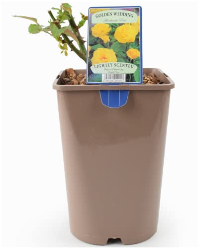 Beautiful Golden Wedding Floribunda Rose Plant – Celebration Gift in A 5.5 Litre Recyclable Nursery Pot. These are Real, Living, British Grown, Garden Ready, Indoor or Outdoor Flowers