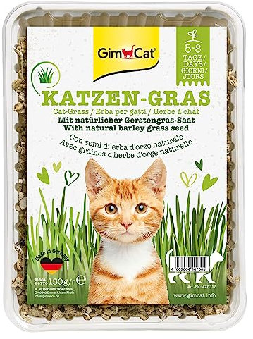 GimCat Katzengras 150g - Katzengras mit schneller Aufzucht in nur 5 bis 8 Tagen - 1 Schale (1 x 150 g)