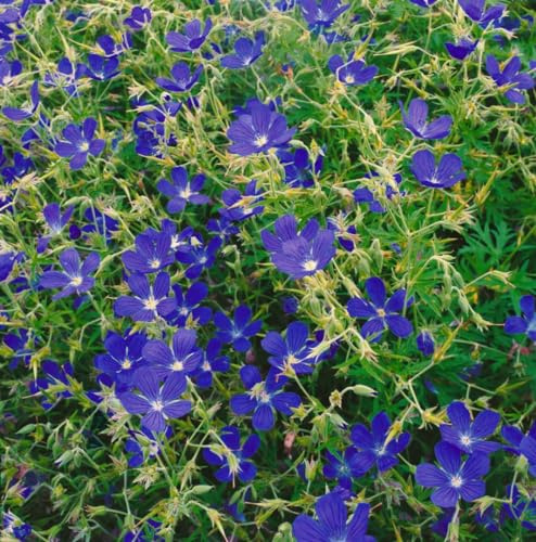 Geranium collinum 'Nimbus' 9x9 cm Topf – Winterhart, Mehrjährig, Pflegeleicht – Storchschnabel – Staude für Beet & Rabatte