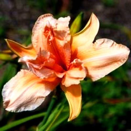 Taglilie (Hemerocallis) – winterharte Staude – leuchtend gelbe Blüten, geeignet für Balkon, Beet und naturnahe Gärten-8zwiebeln-E