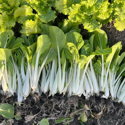 semi di pak choi copertura del terreno antiche varietà resistente 150pcs