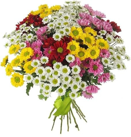 Ramo de Crisantemos Naturales Flores Frescas Mix Color Primavera Ramo con 100 Flores de Margarita de Temporada