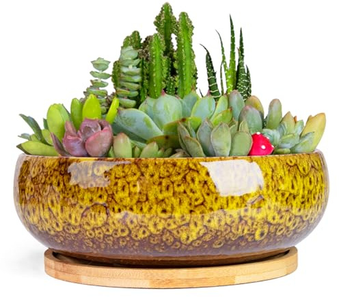 ARTKETTY Succulent Pots - 20 CM Large Succulent Planters Ceramic Bonsai Pot with Drainage Tray for Indoor Plants Garden Decorative Cactus Flower Plant Container Bowl
