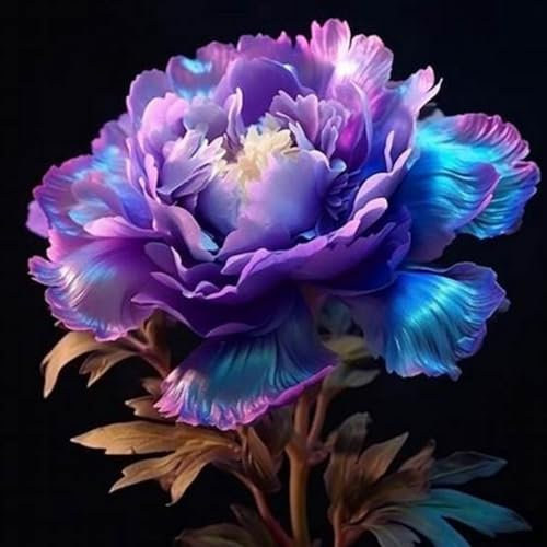 Peony-Hardy Perennial,Peony Plants UK, Excellent Display-1 Bulbs-J