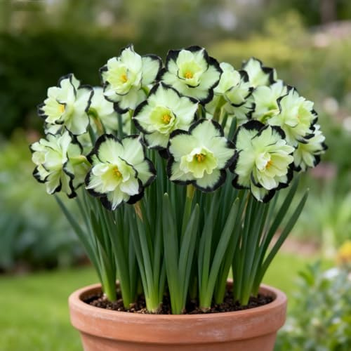 Narciso, Rizomas Narcisos Resistentes, Rizomas Jardín Perennes, Narcisos Adecuado para Cultivar en el jardín-4 Rizomas-A