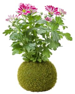 DECOALIVE Kokedama Artesanal Margarita Crisantemo – Planta Viva de Interior