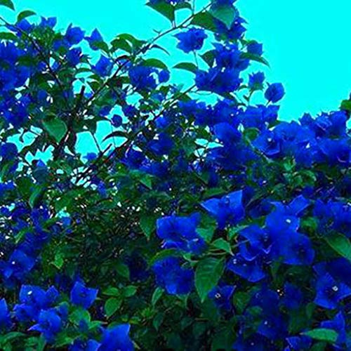 Graines de fleurs de bougainvilliers bleus paquet de 100 graines