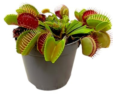 Garden Center Shop Dionaea Muscipula M8 Planta Carnívora Venus Atrapamoscas Maceta Compacta Interior y Exterior Protegido Incluye Guía de Cuidados