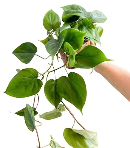 Philodendron Scandens - Planta de Interior con Hojas Colgantes Naturales