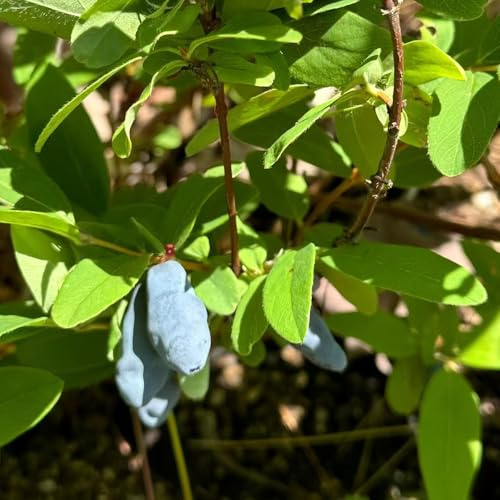 sibirische blaubeere exotische winterfeste balkon honigbeere hochbeet bonsaibaum zimmerpflanzen für sonnige plätze gartenpflanzen winterhart mehrjährig obstbaum steingartenpflanzen 60samen