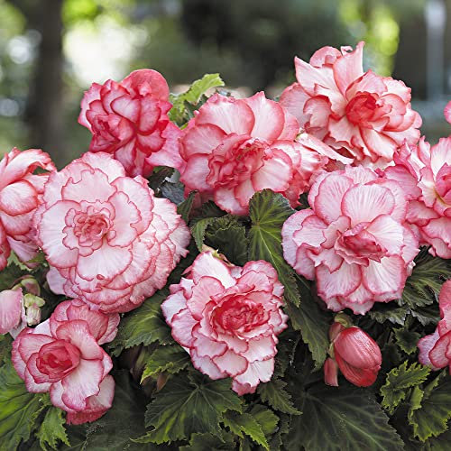1 x Begonia Rosebud Xtra Large – Vivid Hued Bi-Colour Flowers – Resemble Roses – Bloom All Summer Long – for Your Beautiful Garden