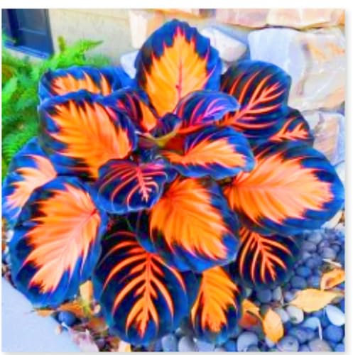 Rare Plants Hostas Garden Flowers Easy to Grow Wedding Flowers-6bulbs-e