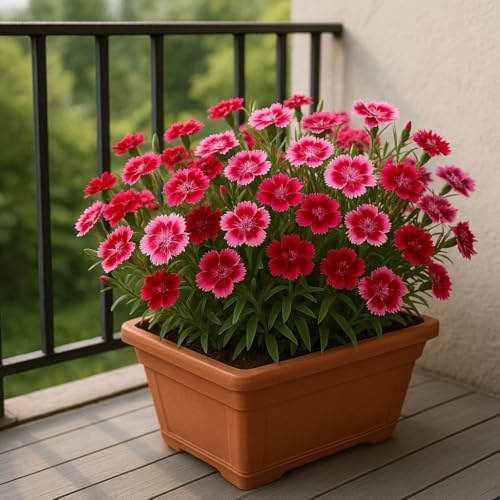 50 graines à semer - Le Grenier d'Abondance - OEILLET De Chine - Dianthus Chinensis