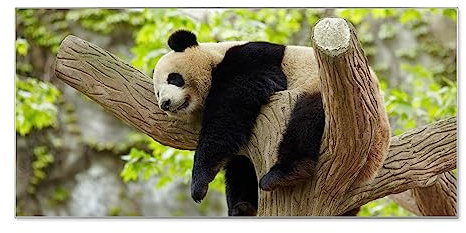 banjado® Magnettafel silber 78 x 37cm / Magnetwand aus Metall/Magnetpinnwand Memoboard/Pinnwand Magnettafel Küche, Büro, Kinderzimmer inkl. 4 Magnete & Montageset Motiv Panda