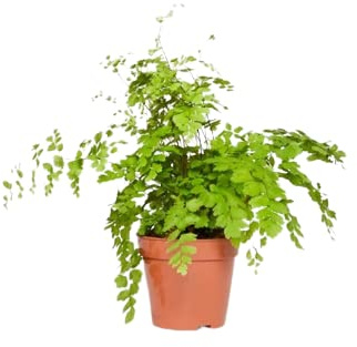 Planta Adiantum o Cabello de Venus Natural una Fuente de Aire Fresco y Natural