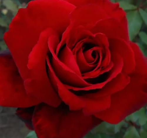 ‘Leslie’s Dream’ - Hybrid Tea Rose – Deep Red Blooms - 4L Potted - Lovely Gift Idea