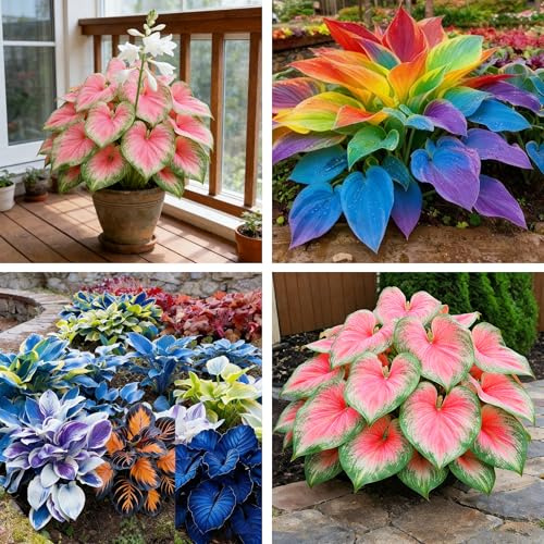 Hosta Seeds for Planting, 200 Heart-Shaped Hosta Bare Roots, Low Maintenance Hosta Seeds for Garden Home Outdoor