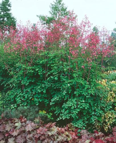 Thalictrum rochebrunianum 9x9 cm Topf – Winterhart, Mehrjährig, Pflegeleicht – Wiesenraute – Staude für Beet & Rabatte