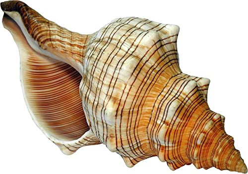 Kaltner Präsente Idée Cadeau – Coquillage fasc iolaria Trapezium trapèze Ruban Escargot Escargot de mer 16-17 cm