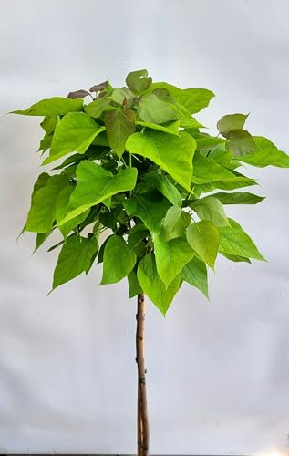 Catalpa bignonioides « Nana » Arbre à trompettes sphériques 125-150 cm de haut résistant à l'hiver