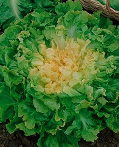1 g / 100 Listovoy Ochag Indivia Seeds : Seeds Only