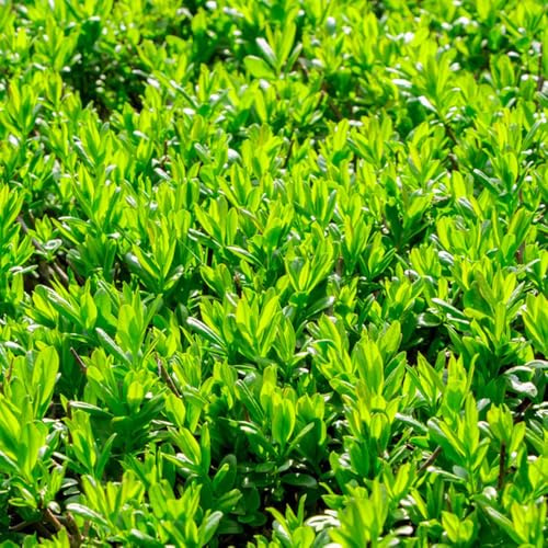 Semillas de boj cobertura del suelo oficina en extremadamente resistentes comprar es 15pcs