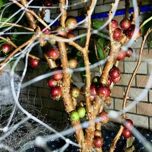 Semi di Jabuticaba - vecchie varietà raro da frutto esotico per gli amanti del giardino frutteto da frutto nani, resistenti balcone colonnari 50pcs