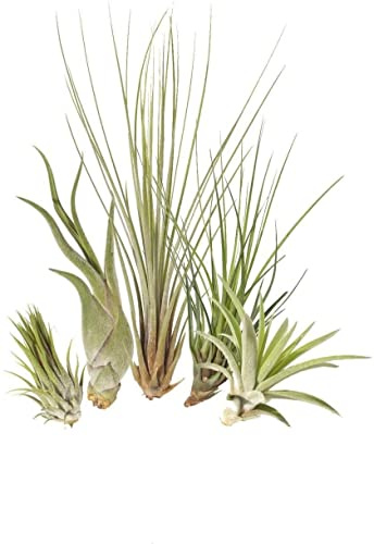 Set 5 Plantas del Aire DECOALIVE Tillandsias de Varias Especies