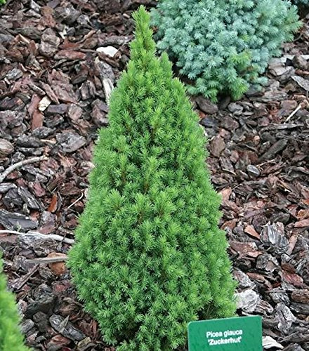 Zwerg Zuckerhutfichte 30-40cm - Picea glauca - lebende Gartenpflanze aus den Baumschulen
