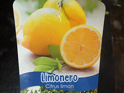 Zitronenbaum 130-150 cm - Citrus limon Fino 49 / Mesero - Pflanze Stämmchen ohne Früchte