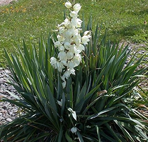 Semi Adams Ago Yucca filamentosa