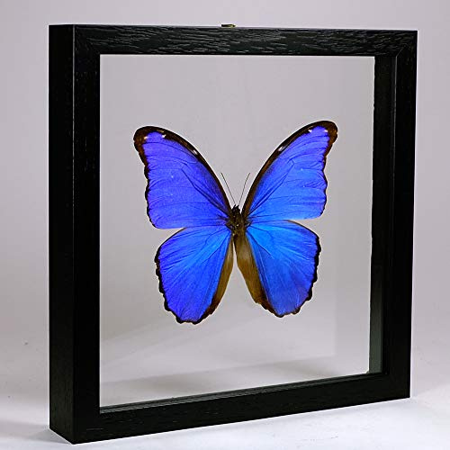 Morpho didius – Papillon bleu géant de Morpho - Vrai papillon de taxidermie monté entre verre dans un cadre en verre double fait main en bois noir