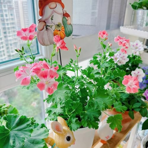 stehende geranien, pelargonium, steingartenpflanzen winterhart blumenbeet, exotische winterhart topfpflanzen deko 40samen