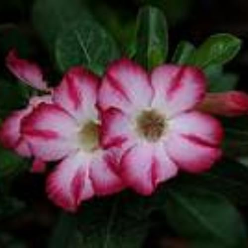Adenium obesum bulbi,Piante perenni resistenti al freddo,decorazione del giardino,rosa del deserto,bulbi di fiori resistenti alla siccità,bulbi rosa del deserto(non artificiali)- 5bulbi-B