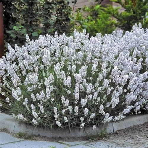 25 x Weiße Lavendel Pflanzen – Winterharte duftende Stauden im 9x9 cm Topf 5-10 cm hoch Lavandula angustifolia Edelweiss für Garten & Balkon