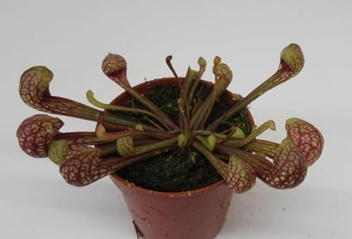 florari Sarracenia psittacina/Schlauchpflanze, Trompetenpflanze, Fleischfressende Pflanze