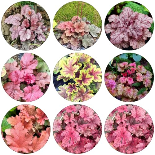 Purpurglöckchen - Heuchera balkonpflanzen frühling blumendeko bonsai topf bodendecker winterhart mehrjährig indoor kräutergarten blumenbeet balkon wildkräuter blumensaat pflanztöpfe 60samen