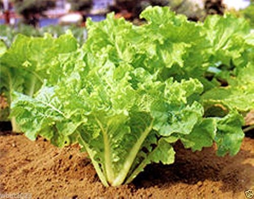 ASIAN GREENSFun Jen frilly leaf pak choi orBok Choy Harvest at any Stage (500 Seeds)