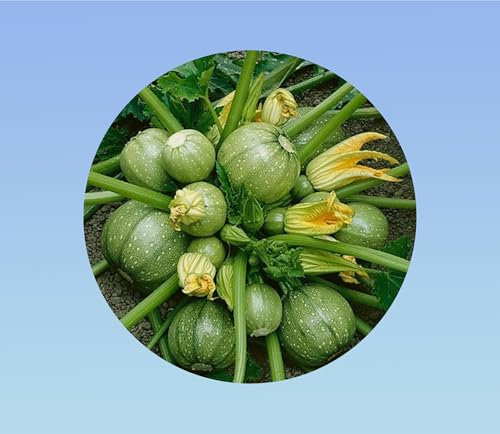 5 graines courgette ronde de nice - idéal à farcir - récolte abondante