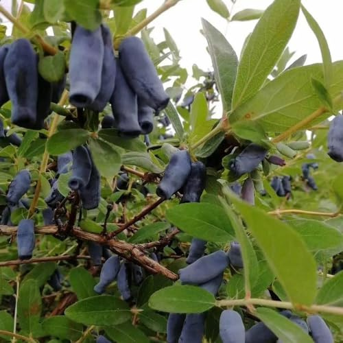 Mirtillo siberiano, mirtillo americano - rari colonnari interno per zone soleggiate sostenibili semi di per la decorazione del giardino 125semi