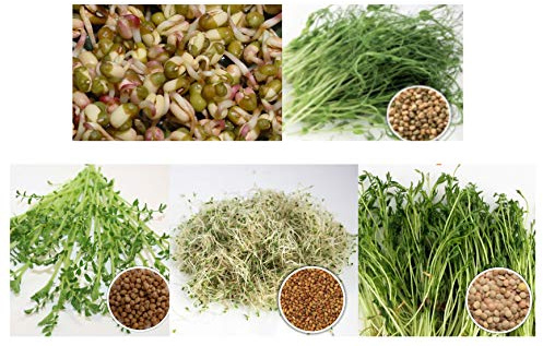 500 g BIO Keimsprossen Mischung -Pfannen MIX- Keimsaat 5 x 100 g Samen für die Sprossenanzucht Mungobohnen, Alfalfa, Erbsen, Linsen, Kichererbsen Sprossen Microgreen Mikrogrün