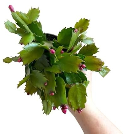 Schlumbergera DECOALIVE Planta de Navidad Cactus Típico de Pascua