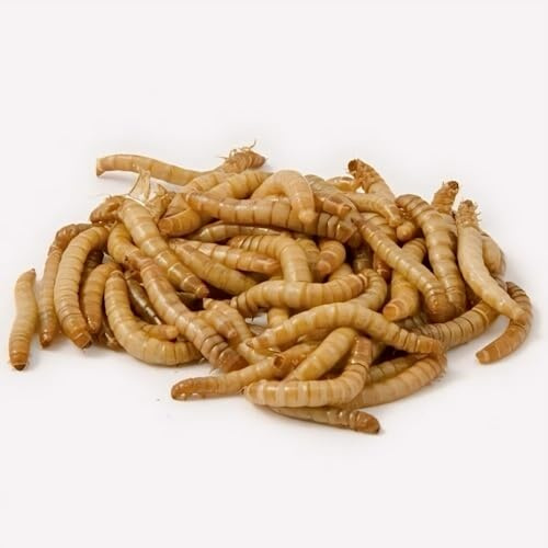 Mehlwürmer lebend 2 kg, Mehlwürmer, Vögel, Vogelfutter, Igel, Igelfutter, Reptilien, Reptilienfutter