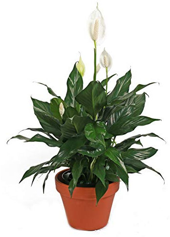 DECOALIVE Spathiphyllum con Maceta de Cerámica | Ideal para Regalar | Lirio de la Paz o Espatifilo | Planta de Interior Natural Premium