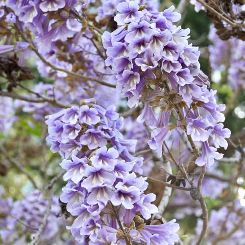 semi di campanula, balcone paulonia resistenti in vaso interno giardino perenni 350pcs