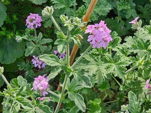 Pelargonium graveolens 'Robert's Lemon Rose' / Géranium au parfum de rose/Godet